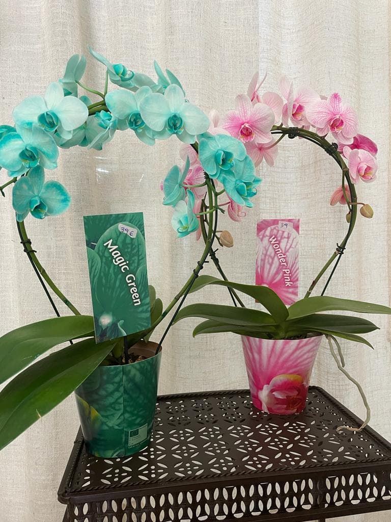 Orquídeas rosas y azules - Plantas naturales